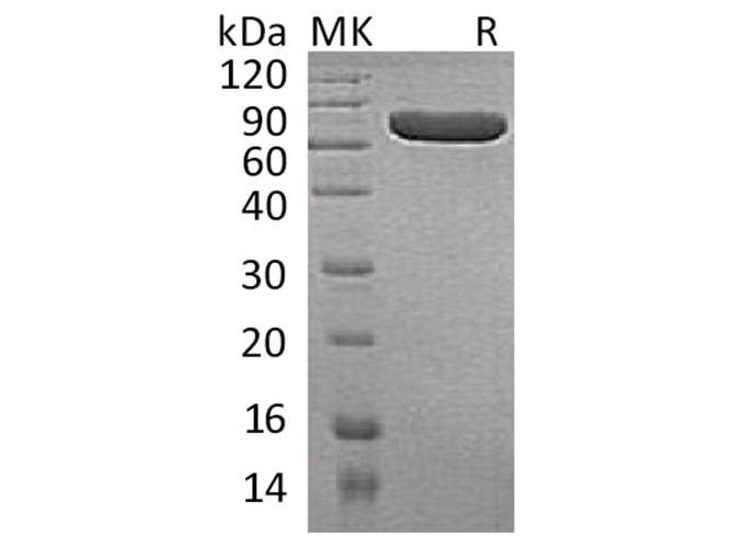 Валидация Elabscience PKSH032058(2611)