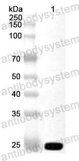 Валидация AntibodySystem PHA51301
