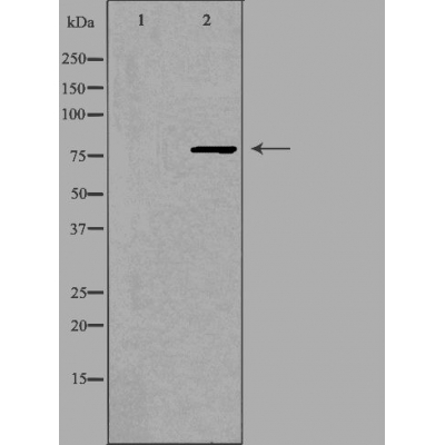 Валидация Affinity DF4770 - 16484