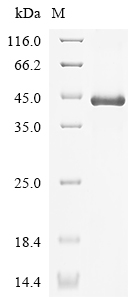 SDS-PAGE