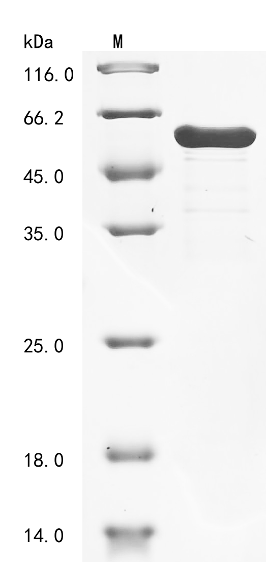 SDS-PAGE