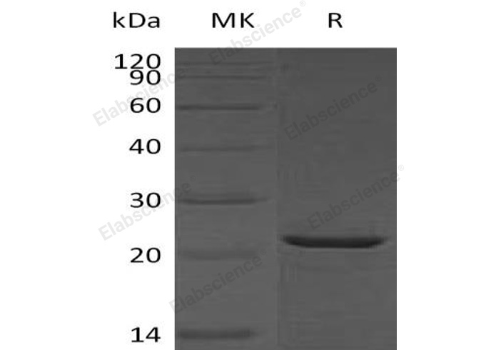 Валидация Elabscience PKSH032523(2982)