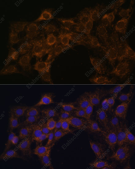 Иммунофлуоресценция, FoxO3a, клетки C6