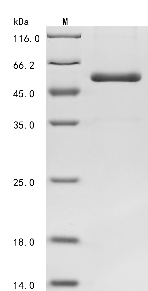 SDS-PAGE