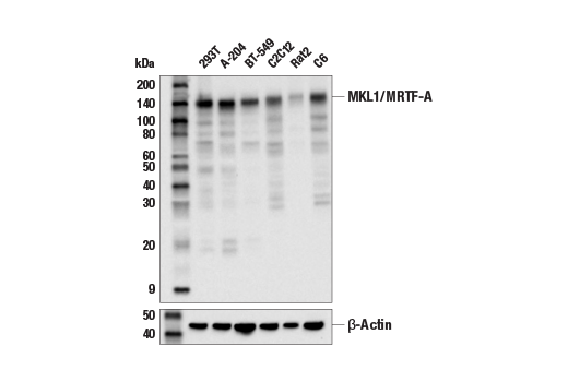 Валидация AssayVector ARM2706(5167)
