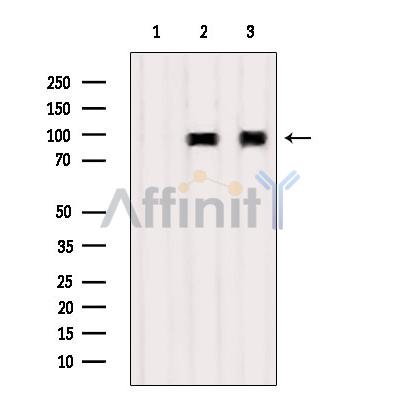 Валидация Affinity DF6850 - 18423