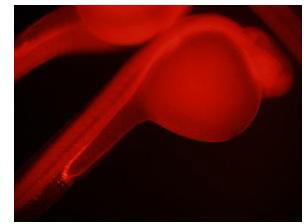 Валидация AssayVector ARM1854(2455)