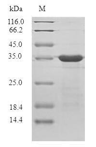SDS-PAGE