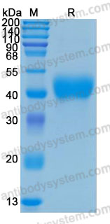 Валидация AntibodySystem AHC82801
