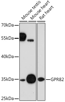 Валидация Elabscience E-AB-91562