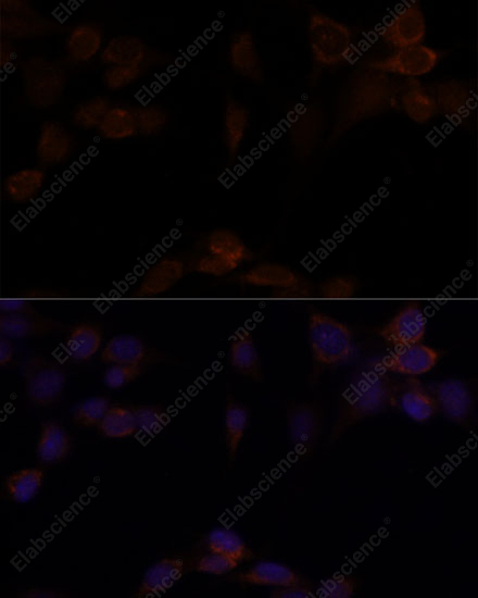 Иммунофлуоресценция, YAP1, клетки NIH/3T3
