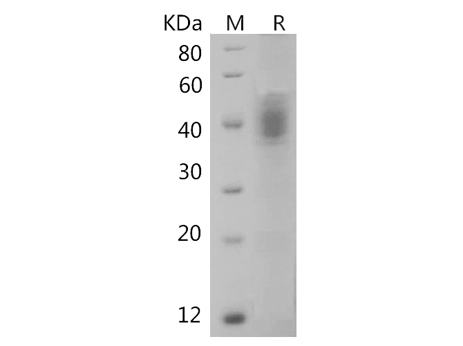 Валидация Elabscience PDMH100378(984)
