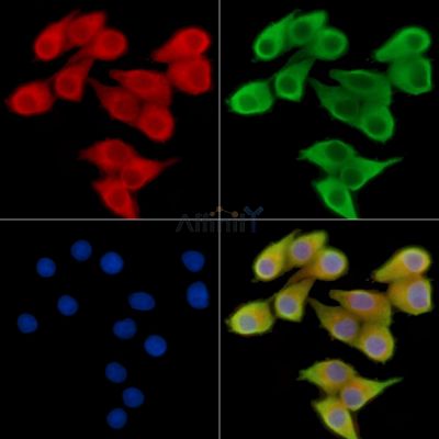 Валидация Affinity DF14447 - 10416