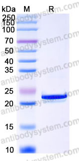 EHC11601, SDS-PAGE