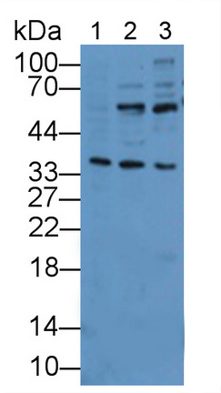 11919