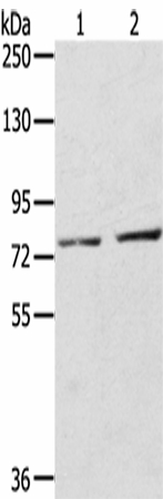 Валидация Elabscience E-AB-16986