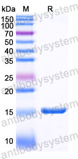 Валидация SDS-PAGE - AntibodySystem RHJ93201