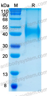 Валидация AntibodySystem AHC39801