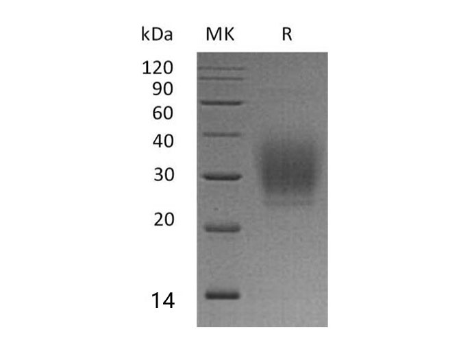 Валидация Elabscience PKSH033336(3667)