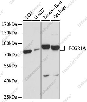 Вестерн-блоттинг, FCGR1A, различные клеточные линии