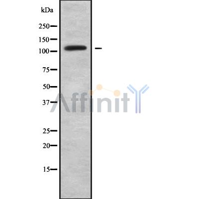 Валидация Affinity DF9214 - 21617