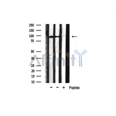 Валидация Affinity AF6126 - 3343