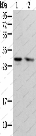 Вестерн-блоттинг, PSMF1, клетки HEPG2 и HeLa