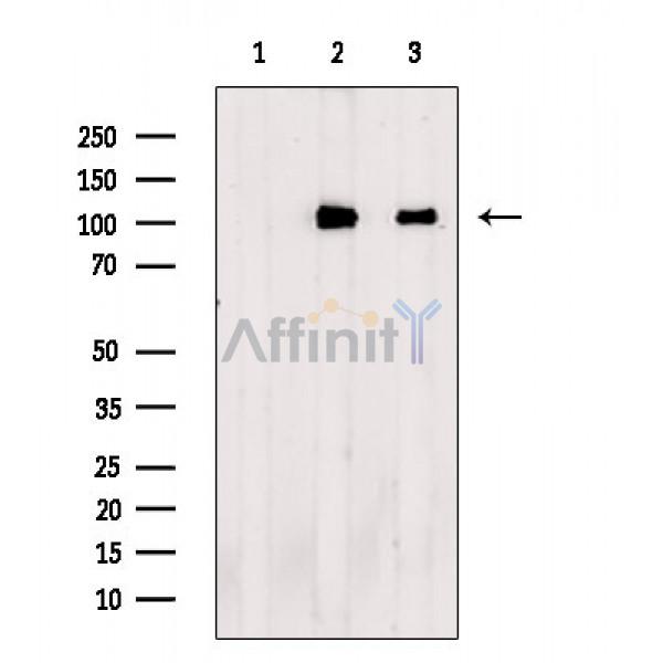 Валидация Affinity DF8000 - 19830