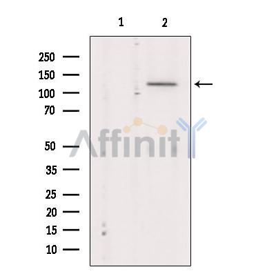 Валидация Affinity DF8570 - 20470