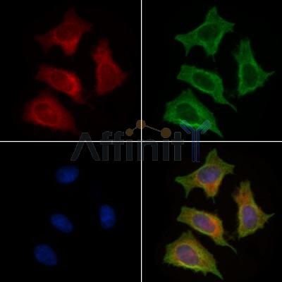 Валидация Affinity DF7770 - 19592