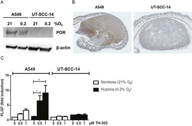 Валидация AssayVector ARM2747(5324)