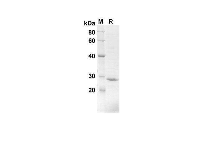 Валидация Elabscience PDEH100551(67)