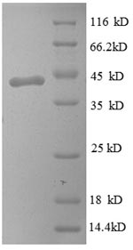 SDS-PAGE