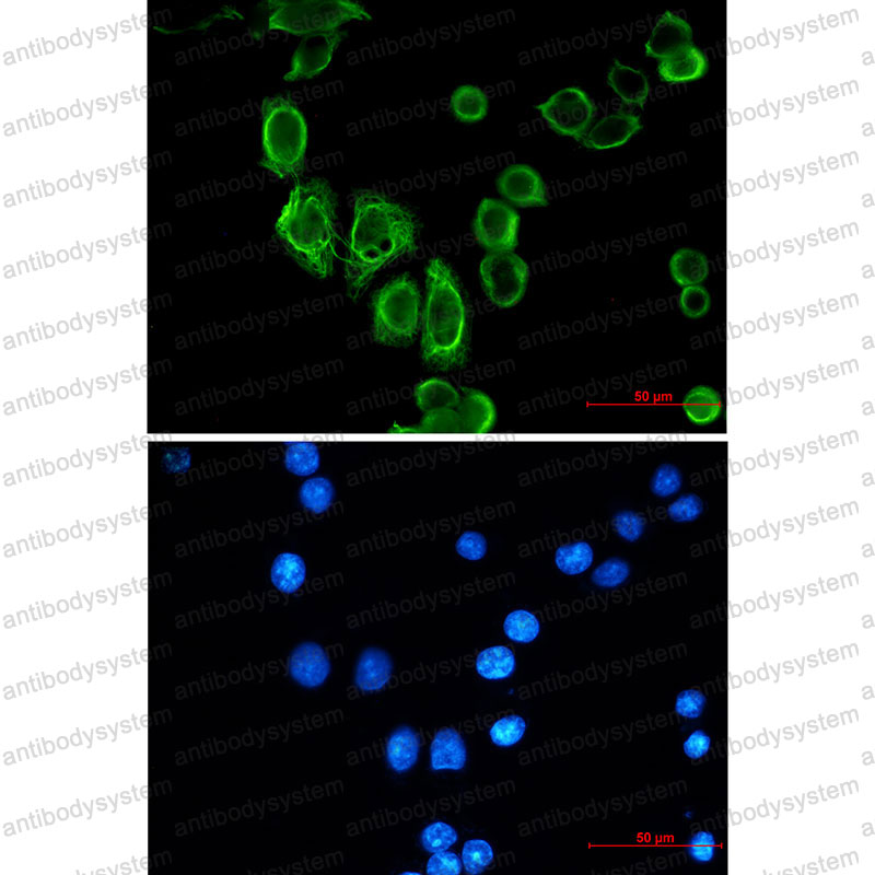 Валидация IF - AntibodySystem RHC36002