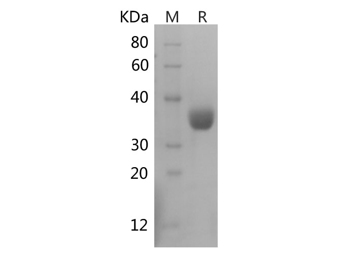 Валидация Elabscience PDMH100425(1015)