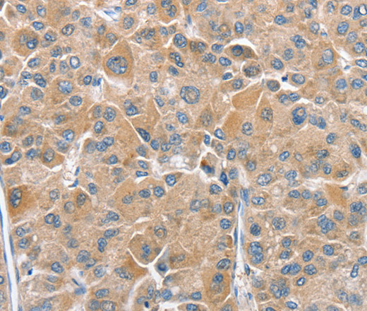 Валидация Elabscience E-AB-11081