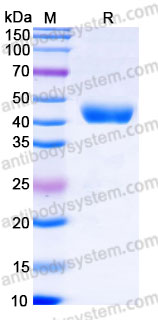 AHC43301, SDS-PAGE