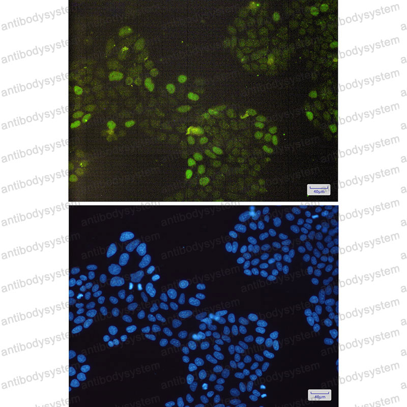 Валидация IF - AntibodySystem RHC19904