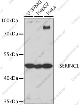 Вестерн-блоттинг, SERINC1, различные клеточные линии