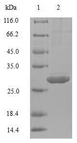 SDS-PAGE