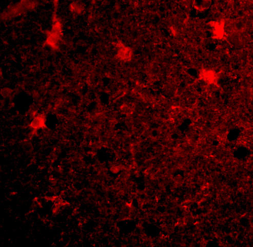 Валидация AssayVector ARM1384(1074)