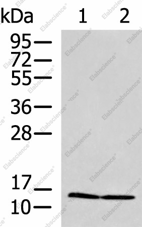 Вестерн-блоттинг, PAM16, клетки HepG2 и Jurkat