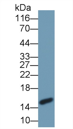 39497