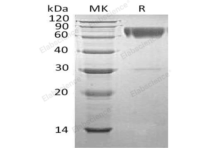 Валидация Elabscience PKSH033032(3411)