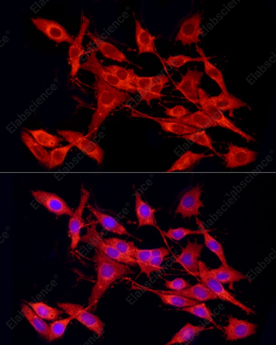 Иммунофлуоресценция, Cleaved Caspase-9 P37, клетки PC-12
