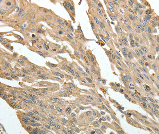 Валидация Elabscience E-AB-10353