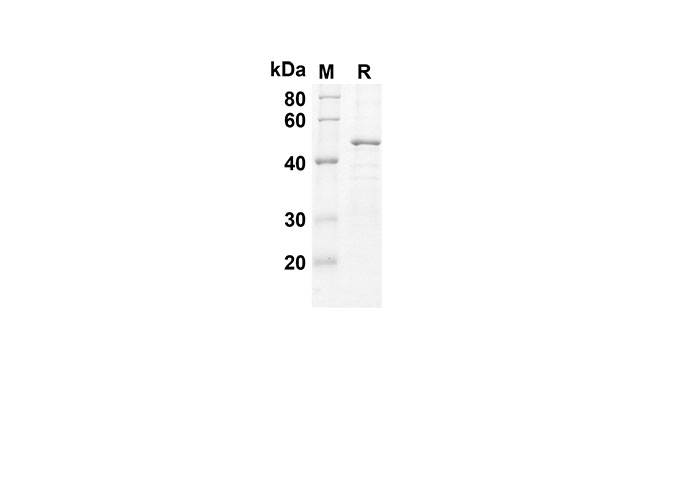 Валидация Elabscience PDEH100538(54)
