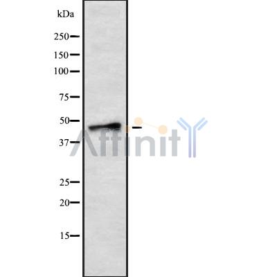 Валидация Affinity DF9846 - 22751