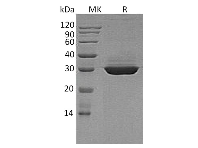 Валидация Elabscience PKSH033764(4038)