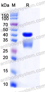 EHD83903, SDS-PAGE